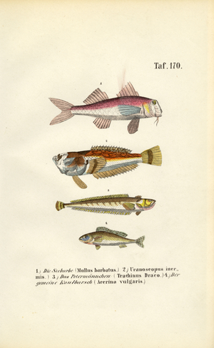 Red Mullet and Bottom-dwelling Fish of European Coastal Waters, 1850 (lithography)