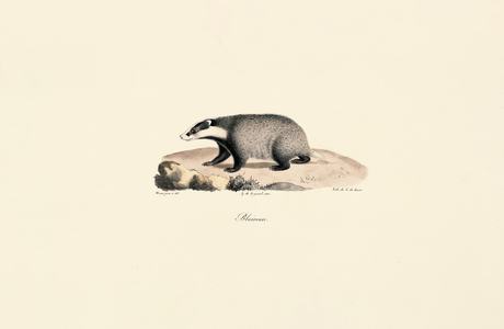 Newfoundland Dog, 1824 (litho)