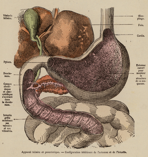 Organs of the digestive system (coloured engraving)