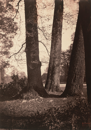Troncs d'arbres, Fontainebleau (Tree Trunks, Fontainebleau),1855 (photo)
