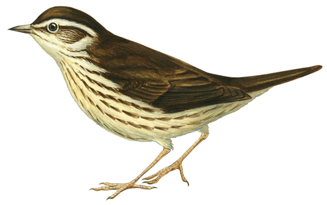 Northern waterthrush