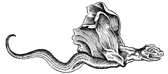 A basilisk, 1560 (engraving)