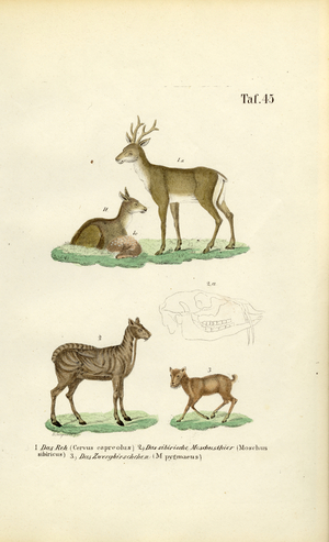 Roe Deer, Musk Deer, and Mouse Deer, 1850 (lithography)