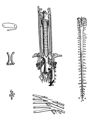 The Plates from the Fourth Book of the De Humani Corporis Fabrica