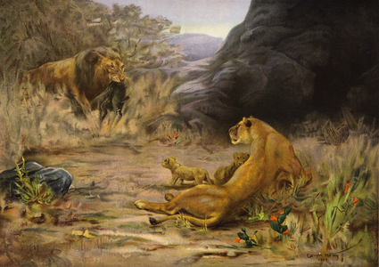 A Welcome Return - lion returning with food for its cubs (colour litho)