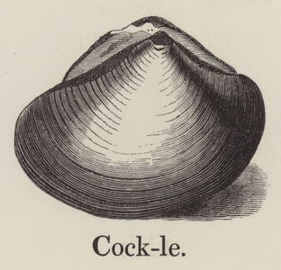 Cockle (engraving)