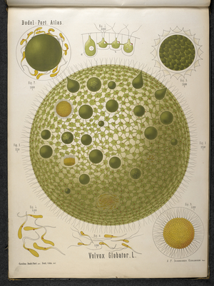 Volvox Globator L  (a species of green algae of the genus Volvox.) 1878-83 (colour litho)