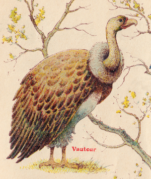 ALPHABET OF BIRDS for... V: Vulture, circa 1925 (illustration)
