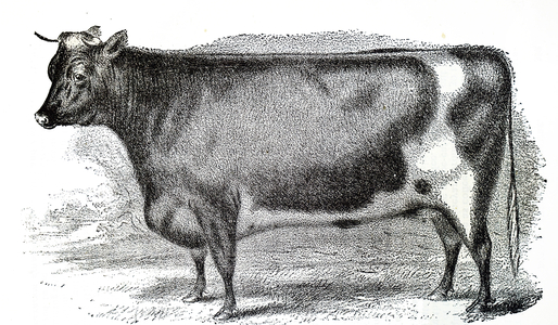 8th Duchess of Geneva the Shorthorn Cow.