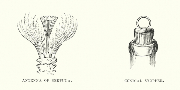 Human invention anticipated: Stopper (engraving)