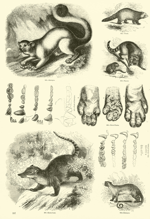 Page from The Pictorial Museum of Animated Nature (engraving)
