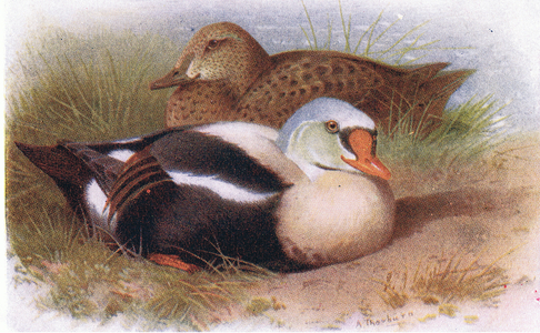 King Eider (colour litho)
