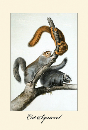 Cat Squirrel