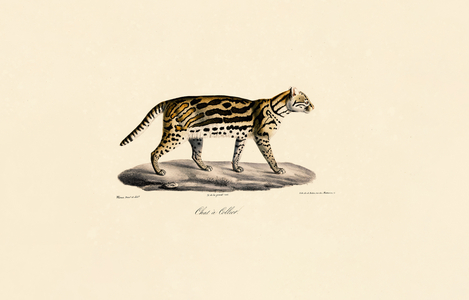 Margay Cat, 1824 (hand-coloured litho)