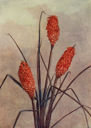A splendid Torch Flower, Kniphofia Corallina Superba (colour litho)