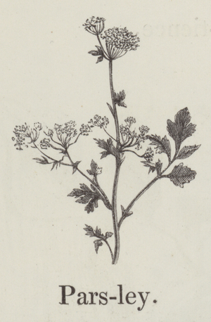 Parsley (engraving)