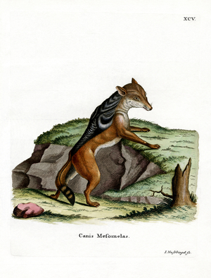 Black-backed Jackal (coloured engraving)