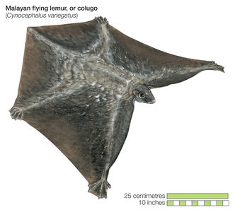Flying lemur or colugo (Galeopterus variegatus)