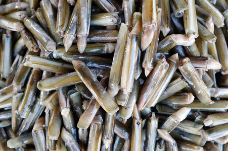 Fish market, Fresh razor shells for sale,  Ha Tien, Vietnam, 2018 (photo)