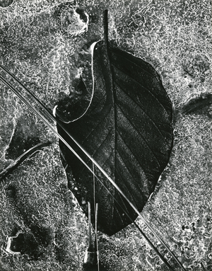 Ice and Leaf, Yosemite, California, 1972 (silver gelatin print)