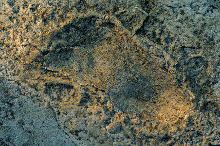 humanlike feet, Laetoli tracks, DOH; The First Steps,3.6 million years old, footprint…, 1995 (photo)