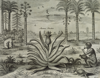 Pineapple and cononuts (engraving)