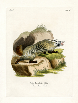 American Badger (coloured engraving)