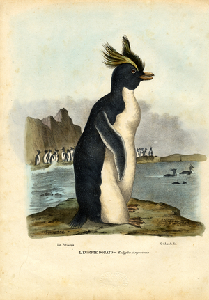 Northern Rockhopper Penguin, 1863-79 (colour litho)