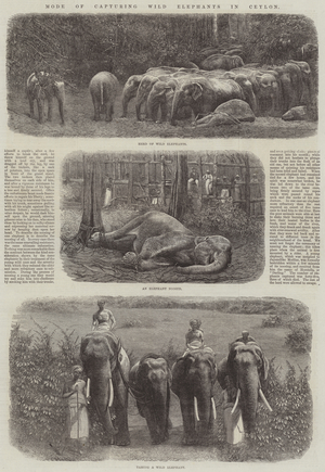 Mode of Capturing Wild Elephants in Ceylon (engraving)