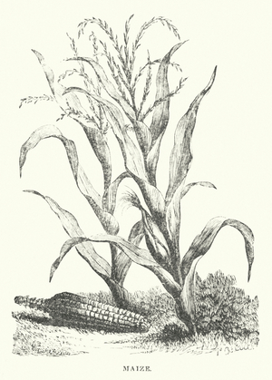 Maize (engraving)