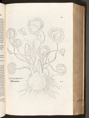 BT3.267.5 p.51 Cyclamen, illustration from 'De historia stirpium commentarii insignes' by Leonhart Fuchs, 1542 (litho)