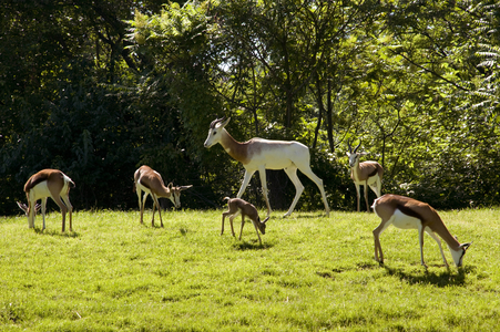 Springbok