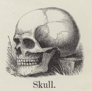 Skull (engraving)