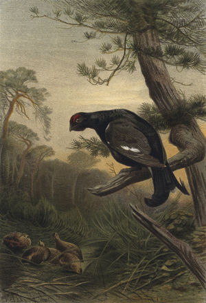 Birkhuhn (chromolitho)