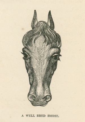 A Well Bred Horse (engraving)