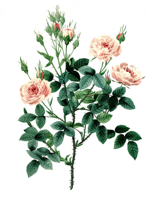Damask rose, Rosa x damascena, digital reproduction of an original from the 18th century, original date unknown