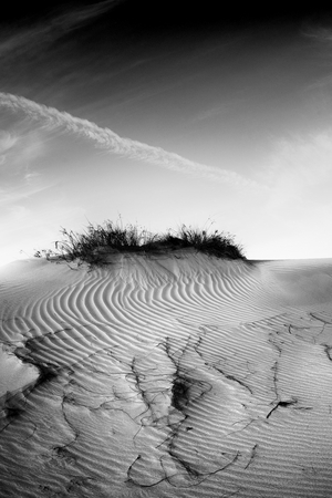 Creeping forms, 2021 (photo)