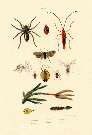 Alpine Clubmoss, 1833-39 (coloured engraving)