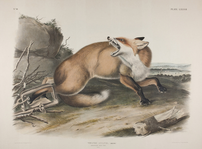 Plate 87. Vulpes Fulvus, Desm. American Red Fox, 1846 (hand coloured & colour printed litho on wove paper)