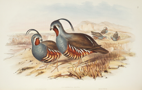 Oreortyx pictus