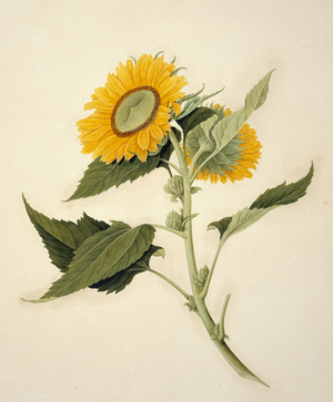 Helianthus annuus