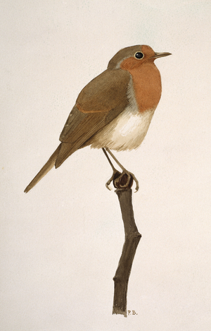 Erithacus rubecula