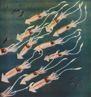 Luminous squids or cuttle-fishes in the Sea of Japan (colour photo)