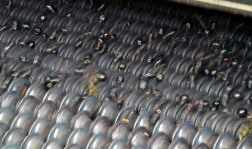 15398N Harvest at Chateau petit Boyer Cote de Blaye 5 October 2013 wine grape vats sorting machine?