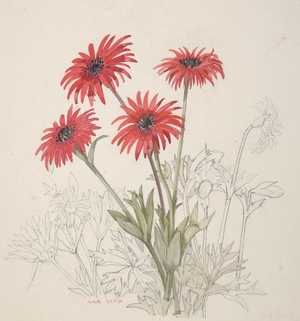 Ranunculaceae, Anemone fulgens, 1951 (w/c on paper)