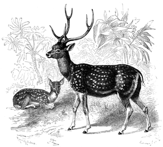 Chital