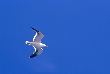 Sea Gull in flight, Cape Town, South Africa (photo)
