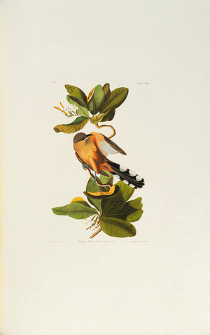 Coccyzus minor, mangrove cuckoo, Plate 169 from John James Audubon's Birds of America, original double elephant folio, 1827-30 (hand-coloured aquatint)