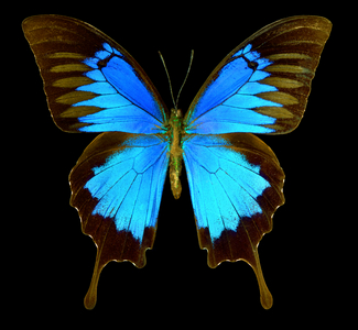 Papilio ulysses, the Ulysses butterfly (photo)