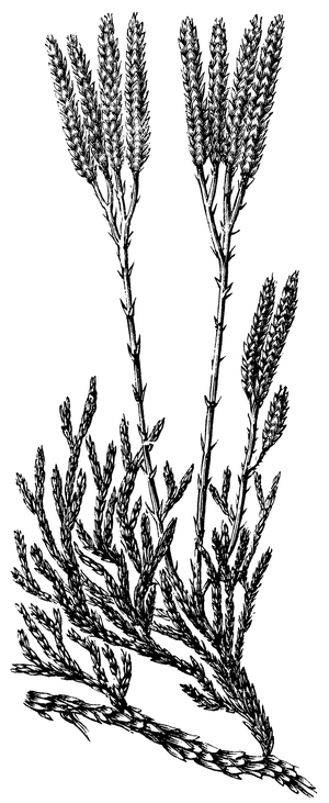 Clubmoss